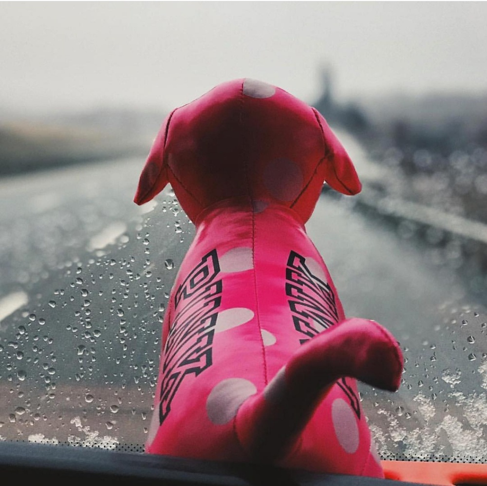 FOUND • VS Pink Bus Dog (read description) - Picture 1 of 2